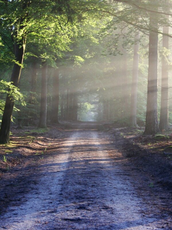 road-sun-rays-path